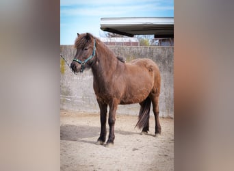 Icelandic Horse, Mare, 3 years, Black