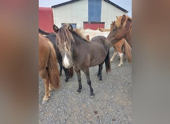 Icelandic Horse, Mare, 3 years, Black