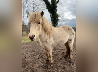 Icelandic Horse, Mare, 3 years