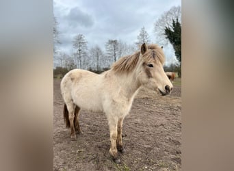 Icelandic Horse, Mare, 3 years