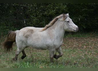 Icelandic Horse, Mare, 3 years