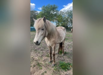 Icelandic Horse, Mare, 3 years