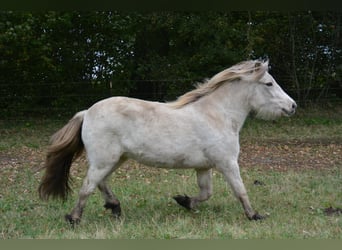 Icelandic Horse, Mare, 3 years