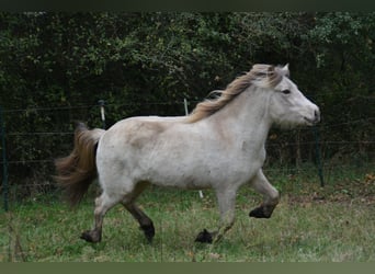 Icelandic Horse, Mare, 3 years