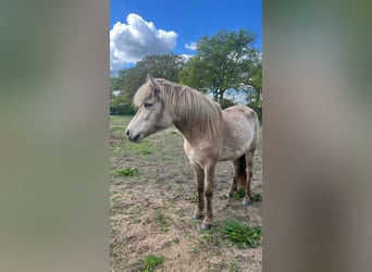 Icelandic Horse, Mare, 3 years