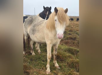 Icelandic Horse, Mare, 3 years, Chestnut-Red