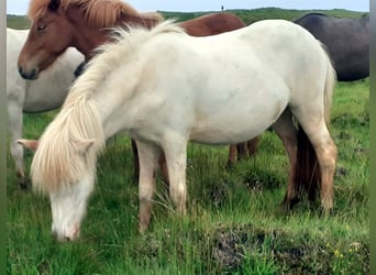 Icelandic Horse, Mare, 3 years, Chestnut-Red