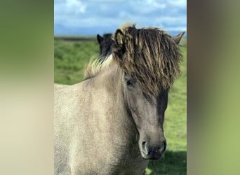 Icelandic Horse, Mare, 3 years, Dun