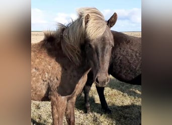 Icelandic Horse, Mare, 3 years