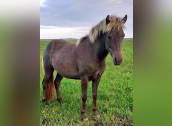 Icelandic Horse, Mare, 3 years