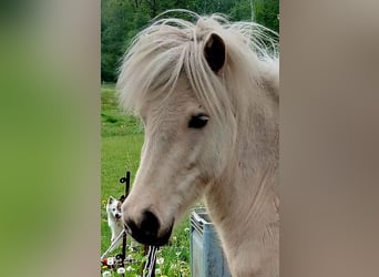 Icelandic Horse, Mare, 3 years, Palomino