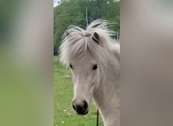 Icelandic Horse, Mare, 3 years, Palomino