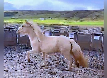 Icelandic Horse, Mare, 3 years, Perlino