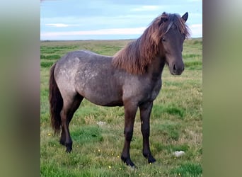 Icelandic Horse, Mare, 3 years, Roan-Blue