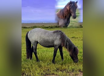 Icelandic Horse, Mare, 3 years, Roan-Blue