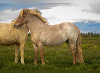 Icelandic Horse, Mare, 3 years, Roan-Red