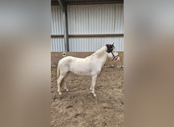 Icelandic Horse, Mare, 4 years, 12.2 hh, Tobiano-all-colors