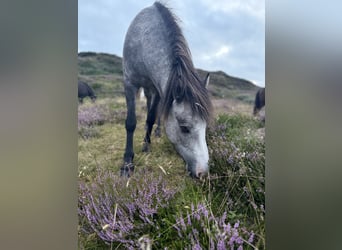 Icelandic Horse, Mare, 4 years, 12.3 hh, Grey-Dark-Tan