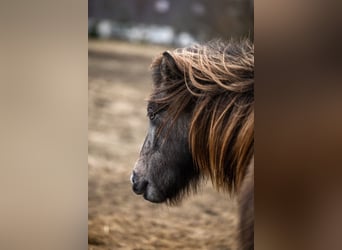 Icelandic Horse, Mare, 4 years, 12.3 hh, Grey-Dark-Tan