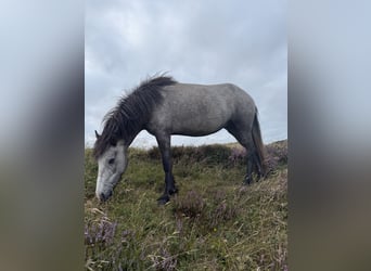 Icelandic Horse, Mare, 4 years, 12.3 hh, Grey-Dark-Tan