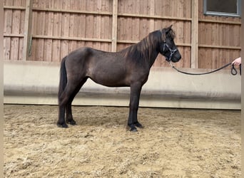 Icelandic Horse, Mare, 4 years, 12,3 hh, Black