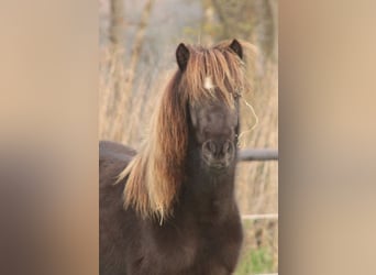 Icelandic Horse, Mare, 4 years, 13.1 hh, Black