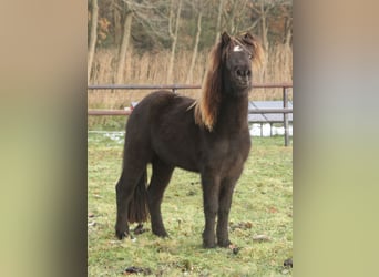 Icelandic Horse, Mare, 4 years, 13.1 hh, Black