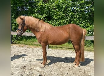 Icelandic Horse Mix, Mare, 4 years, 13.1 hh, Chestnut-Red