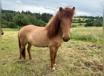 Icelandic Horse, Mare, 4 years, 13.1 hh, Dun