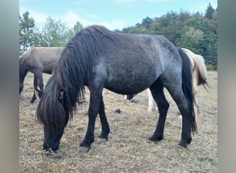 Icelandic Horse, Mare, 4 years, 13.1 hh, Roan-Blue