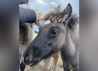 Icelandic Horse, Mare, 4 years, 13.1 hh, Roan-Blue