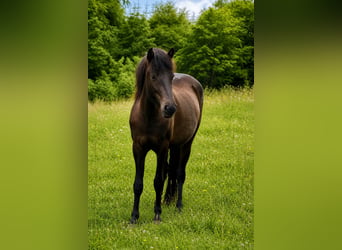 Icelandic Horse, Mare, 4 years, 13.2 hh, Black