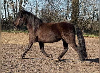 Icelandic Horse, Mare, 4 years, 13.2 hh, Black