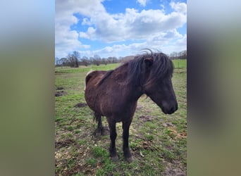 Icelandic Horse, Mare, 4 years, 13.2 hh, Black