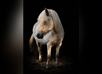 Icelandic Horse, Mare, 4 years, 13.2 hh