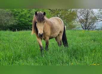 Icelandic Horse, Mare, 4 years, 13.2 hh