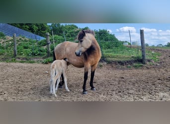 Icelandic Horse, Mare, 4 years, 13.2 hh