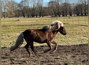 Icelandic Horse, Mare, 4 years, 13.2 hh