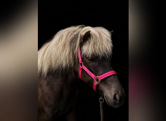Icelandic Horse, Mare, 4 years, 13.2 hh