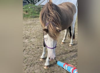 Icelandic Horse, Mare, 4 years, 13.2 hh