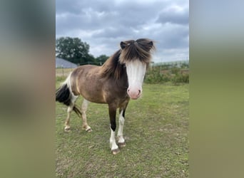 Icelandic Horse, Mare, 4 years, 13.2 hh