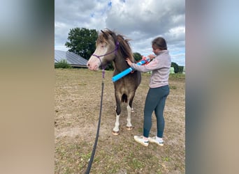 Icelandic Horse, Mare, 4 years, 13.2 hh