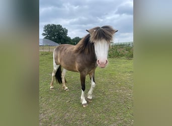 Icelandic Horse, Mare, 4 years, 13.2 hh
