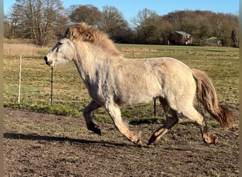 Icelandic Horse, Mare, 4 years, 13.2 hh
