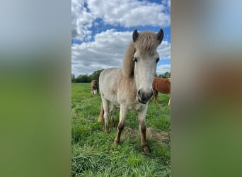 Icelandic Horse, Mare, 4 years, 13.2 hh