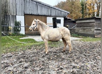 Icelandic Horse, Mare, 4 years, 13.2 hh, Palomino