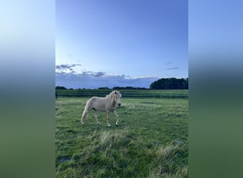 Icelandic Horse, Mare, 4 years, 13.2 hh, Palomino