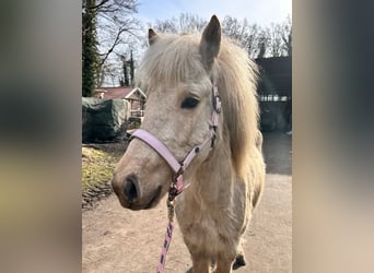 Icelandic Horse, Mare, 4 years, 13.2 hh, Palomino