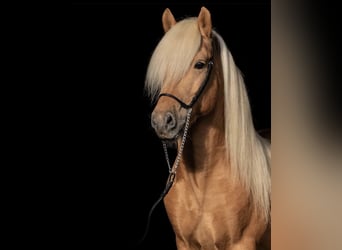 Icelandic Horse, Mare, 4 years, 13.2 hh, Palomino