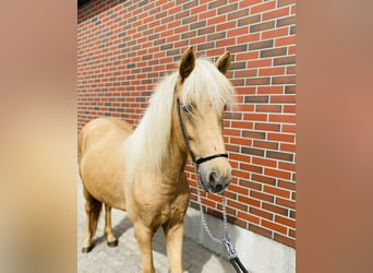 Icelandic Horse, Mare, 4 years, 13.2 hh, Palomino